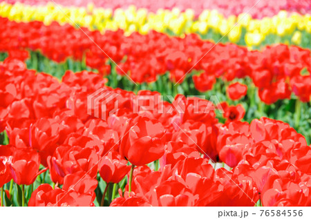 【品種:アペルドン】鮮やかな赤色の花びらのチューリップ 【品種:アペルドン】鮮やかな赤色の花びらのチューリップ 76584556