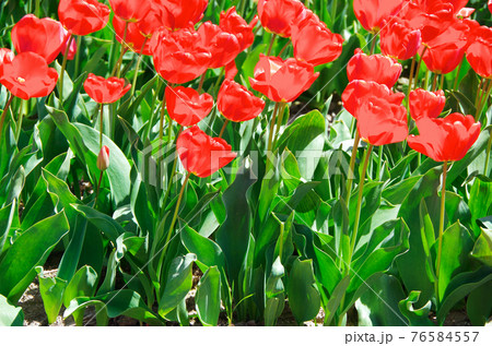 【品種:アペルドン】鮮やかな赤色の花びらのチューリップ 【品種:アペルドン】鮮やかな赤色の花びらのチューリップ 76584557