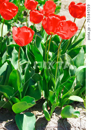 【品種:アペルドン】鮮やかな赤色の花びらのチューリップ 【品種:アペルドン】鮮やかな赤色の花びらのチューリップ 76584559