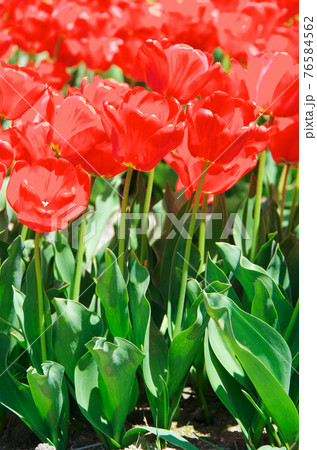 【品種:アペルドン】鮮やかな赤色の花びらのチューリップ 【品種:アペルドン】鮮やかな赤色の花びらのチューリップ 76584562