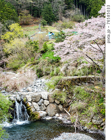 美しい春の北秋川の景色 山里の満開の桜 美しい春の北秋川の景色 山里の満開の桜 76585033