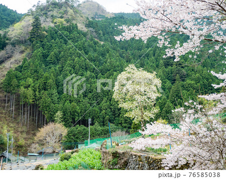 美しい春の北秋川の景色 山里の満開の桜 美しい春の北秋川の景色 山里の満開の桜 76585038