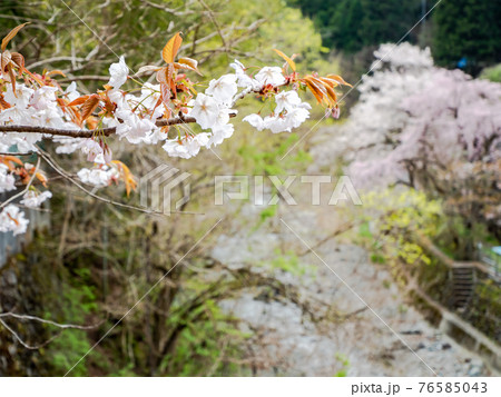 美しい春の北秋川の景色 山里の満開の桜 美しい春の北秋川の景色 山里の満開の桜 76585043