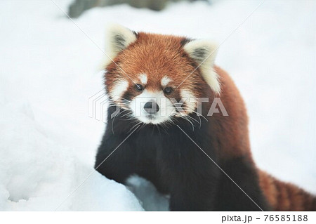 レッサーパンダ 76585188