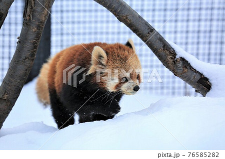 レッサーパンダ 76585282