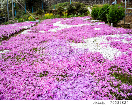 美しい春の北秋川の景色　丹精込めて育てた山里の芝桜 76585324