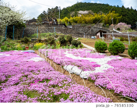 美しい春の北秋川の景色 丹精込めて育てた山里の芝桜 美しい春の北秋川の景色 丹精込めて育てた山里の芝桜 76585330