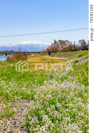 白山とハマダイコンの花⑥ 白山とハマダイコンの花⑥ 76585398