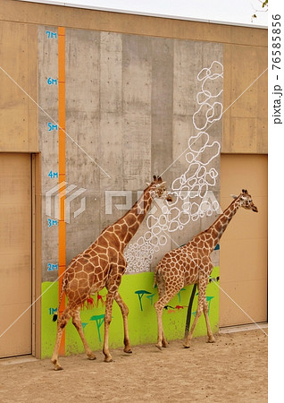 旭山動物園キリン舎 旭山動物園キリン舎 76585856