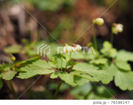 アズマシロカネソウの花 アズマシロカネソウの花 76586147