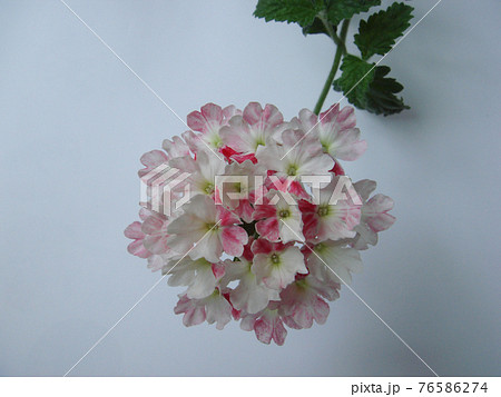白ピンクバイカラーのバーベナの花 一輪アップ の写真素材
