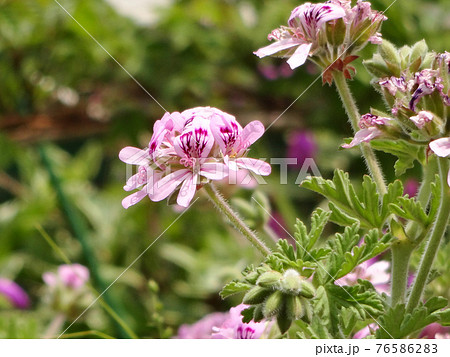 ピンク色のローズゼラニウムの花 背景ぼかしの写真素材