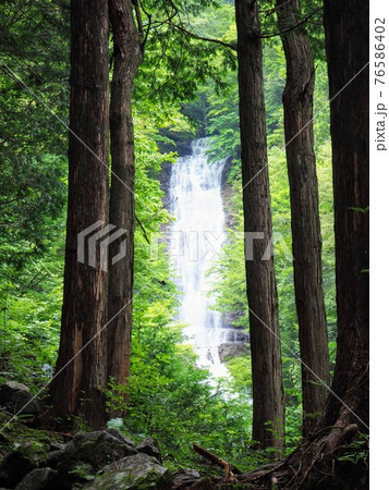 木曽 木の間から見える名勝唐沢の滝の写真素材