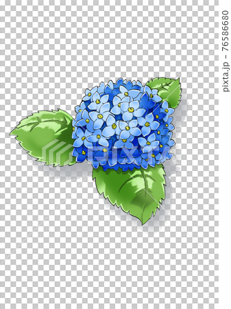 Blue flower hydrangea blooming in the rainy season 76586680