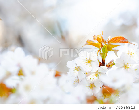 春爛漫　美しく咲いた満開の桜 76586813