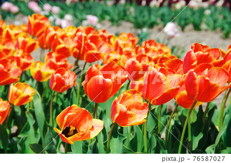 【品種：アペルドンエリート】鮮やかな黄色とオレンジ色の花びらのチューリップ 76587027