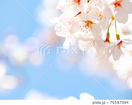 春爛漫　美しく咲いた満開の桜 76587094
