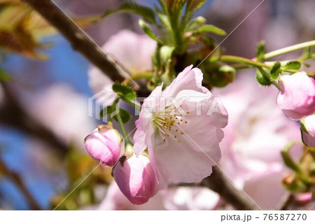 横輪桜 横輪桜 76587270