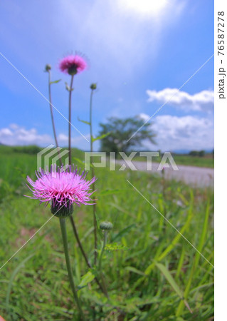 初夏の昼下がり 初夏の昼下がり 76587278