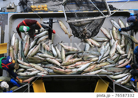 秋鮭の水揚げ(北海道ウトロ漁港) 秋鮭の水揚げ(北海道ウトロ漁港) 76587332
