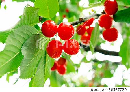 果物狩りイメージ 木になっている鮮やかなさくらんぼの写真素材