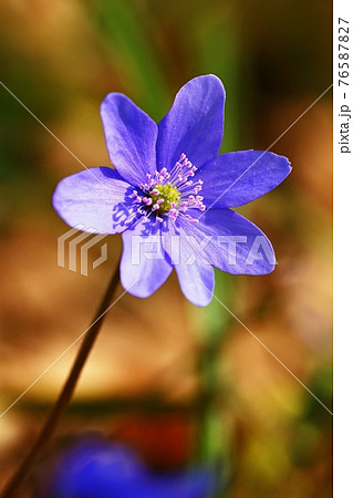 Spring flower. Beautiful blooming first small flowers in the forest. Hepatica. (Hepatica nobilis) 76587827