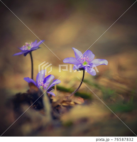 Spring flower. Beautiful blooming first small flowers in the forest. Hepatica. (Hepatica nobilis) 76587832