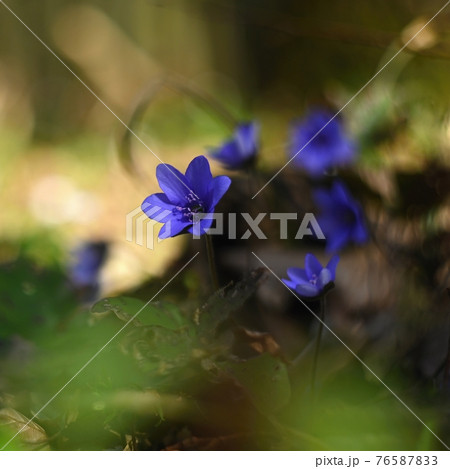 Spring flower. Beautiful blooming first small flowers in the forest. Hepatica. (Hepatica nobilis) Spring flower. Beautiful blooming first small flowers in the forest. Hepatica. (Hepatica nobilis) 76587833