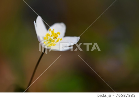 Spring white flowers in the grass Anemone (Isopyrum thalictroides) Spring white flowers in the grass Anemone (Isopyrum thalictroides) 76587835