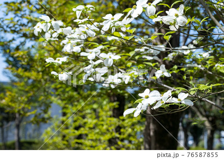 東京都瑞穂町　みずほエコパーク　ハナミズキ 76587855