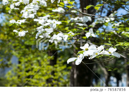 東京都瑞穂町　みずほエコパーク　ハナミズキ 76587856