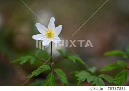 Spring white flowers in the grass Anemone (Isopyrum thalictroides) 76587881
