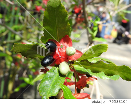 ミッキーマウスノキ（赤い花床と果実） 76588104