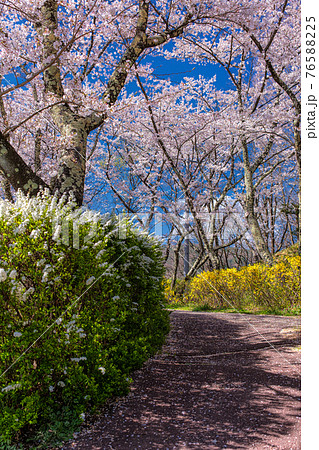 長野県・春の茅野市運動公園の風景 76588225