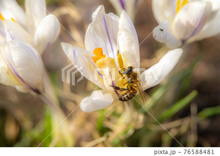 A close-up picture of a white flower with a flower fly. A close-up picture of a white flower with a flower fly. 76588481