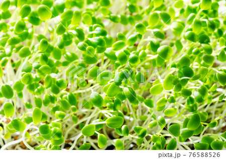 Crimson clover seedlings, close up. Italian clover, microgreens. Fresh sprouts of Trifolium incarnatum, green shoots and young plants. Herb, used as a garnish or as a leaf vegetable. Macro food photo. Crimson clover seedlings, close up. Italian clover, microgreens. Fresh sprouts of Trifolium incarnatum, green shoots and young plants. Herb, used as a garnish or as a leaf vegetable. Macro food photo. 76588526