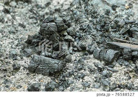 Remains of an extinguished fire with charred branches and ashes. Black pieces of burnt charcoal and gray ash on the ground. Carbonized wood and rests of a fire. Close-up photo. 76588527