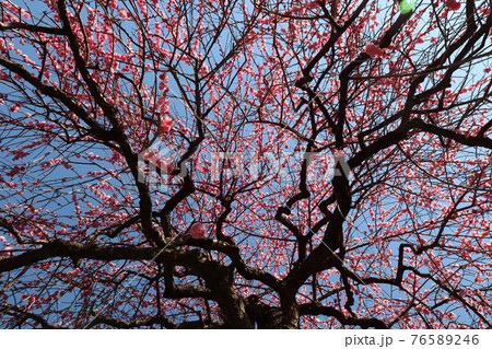 ＜神奈川県＞大倉山の梅林 76589246