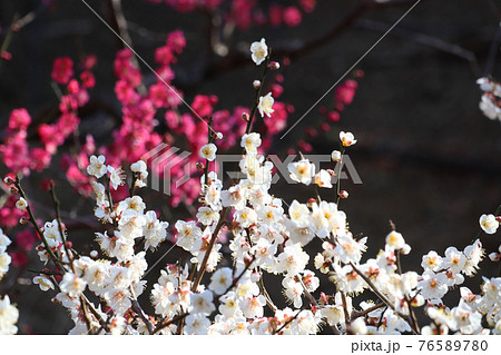 ＜神奈川県＞大倉山の梅林 76589780