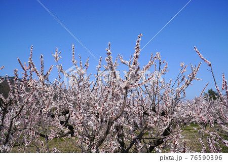 あんずの里に咲くあんずの花 76590396