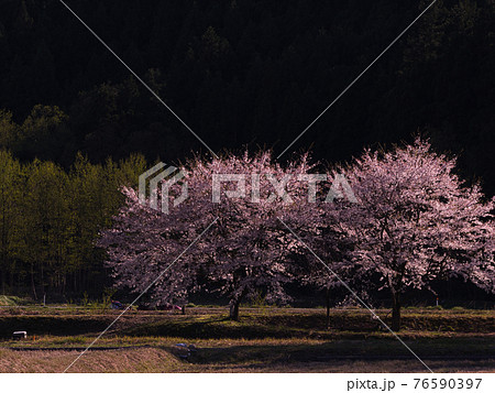 サクラの咲く里山の風景 サクラの咲く里山の風景 76590397