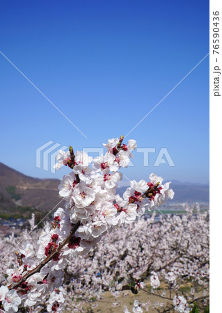 あんずの里に咲くあんずの花 76590436