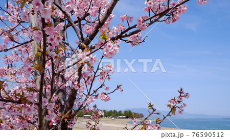 湖岸なぎさ公園の河津桜 湖岸なぎさ公園の河津桜 76590512