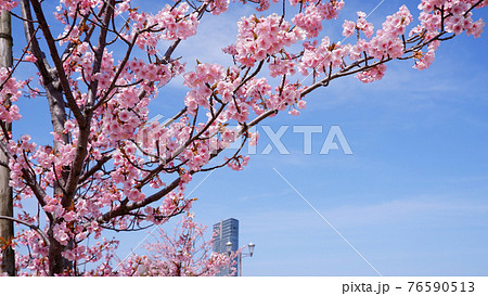 湖岸なぎさ公園の河津桜 湖岸なぎさ公園の河津桜 76590513