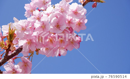 湖岸なぎさ公園の河津桜 76590514