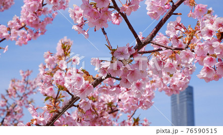 湖岸なぎさ公園の河津桜 湖岸なぎさ公園の河津桜 76590515