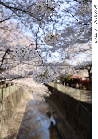 春の小川沿いで満開になったかわいいピンク色の桜の花 76590590