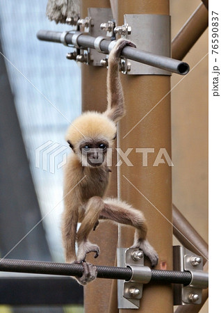 旭山動物園シロテテナガザルの赤ちゃん 76590837