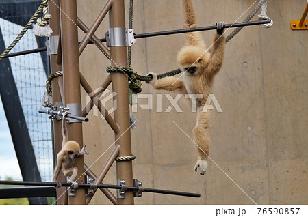 旭山動物園シロテテナガザルの赤ちゃん 旭山動物園シロテテナガザルの赤ちゃん 76590857