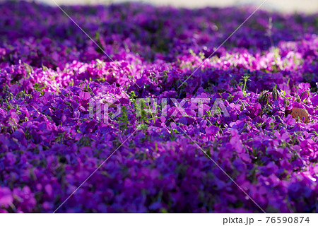 芝桜 芝桜 76590874